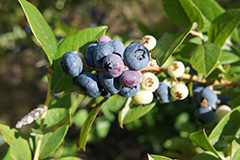 Як підкислити грунт для лохини?